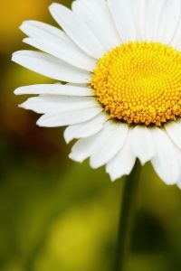 flower and giving.jpg