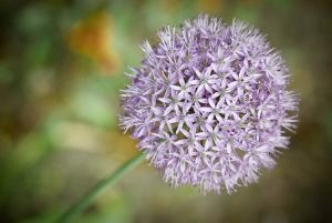 Flower - trust God.jpg