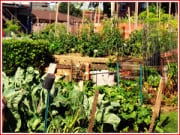 Thumbnail image for Planting the garden | Roundup